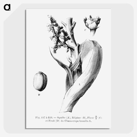 2-39_Les-Palmiers-Histoire-Iconographique_picture-crop