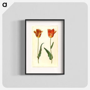 アートポスター-Tulipa Gesneriana
 - マリア ジビーラ メーリアン Poster.