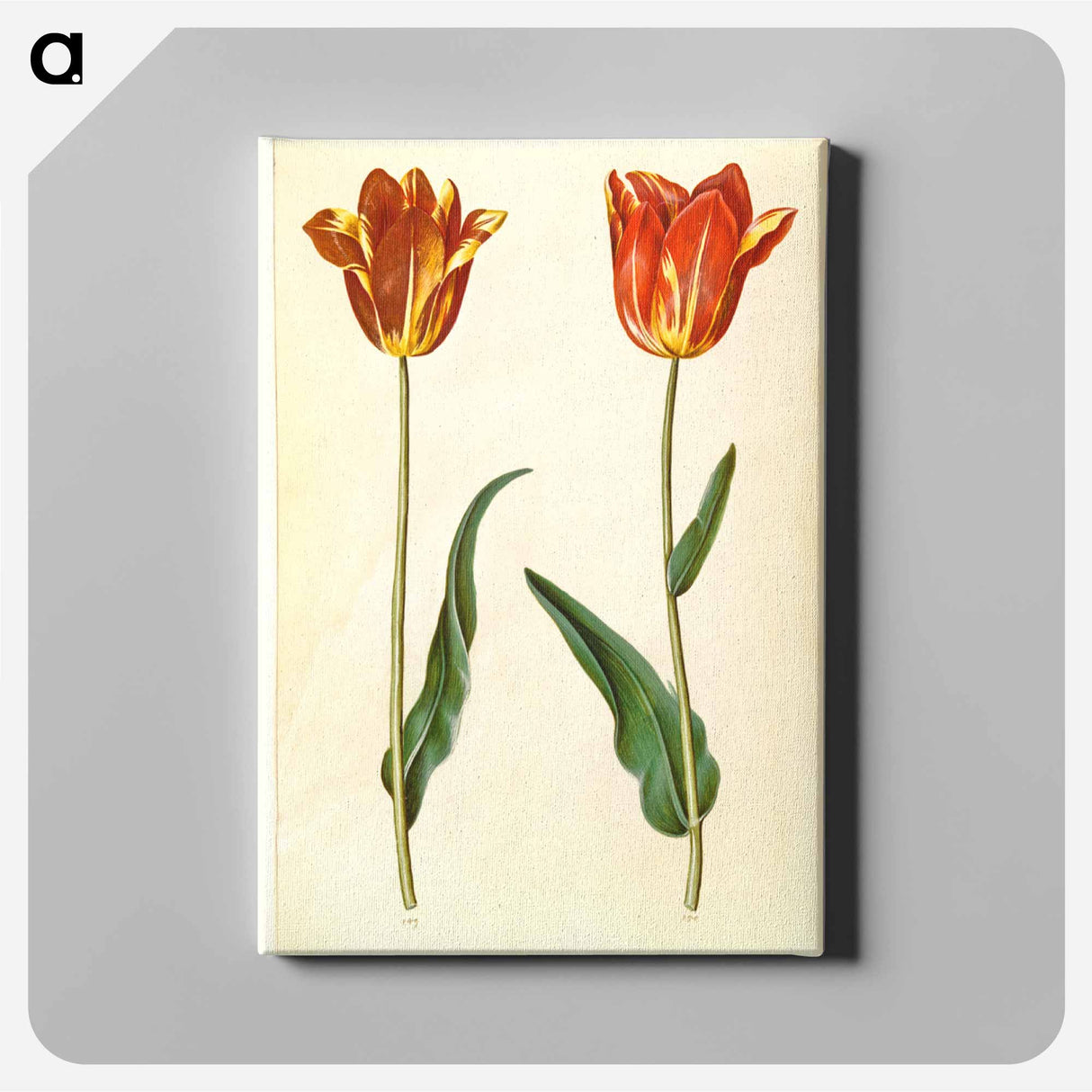 アートパネル-Tulipa Gesneriana
 - マリア ジビーラ メーリアン Canvas.