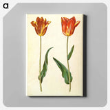 アートパネル-Tulipa Gesneriana
 - マリア ジビーラ メーリアン Canvas.