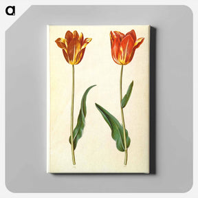 アートパネル-Tulipa Gesneriana
 - マリア ジビーラ メーリアン Canvas.