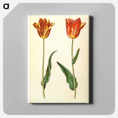 アートパネル-Tulipa Gesneriana
 - マリア ジビーラ メーリアン Canvas.