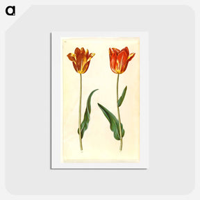 アートポストカード-Tulipa Gesneriana
 - マリア ジビーラ メーリアン Postcard.