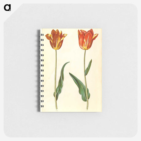 2-39_Maria-Sibylla-Merian_memo