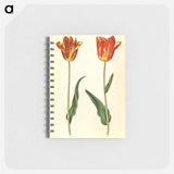 アートメモ帳-Tulipa Gesneriana
 - マリア ジビーラ メーリアン Memo.