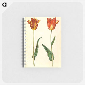 アートメモ帳-Tulipa Gesneriana
 - マリア ジビーラ メーリアン Memo.