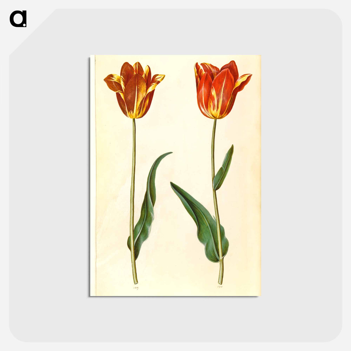 アートポストカード-Tulipa Gesneriana
 - マリア ジビーラ メーリアン Postcard.