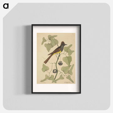 The Crested Flycatcher
 - マーク ケイツビー Poster.