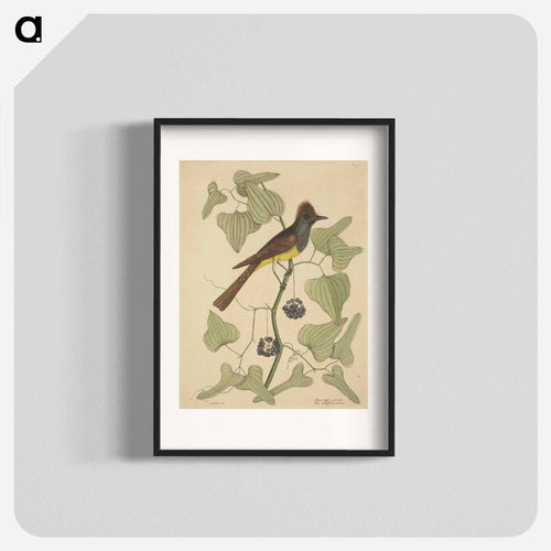 The Crested Flycatcher
 - マーク ケイツビー Poster.