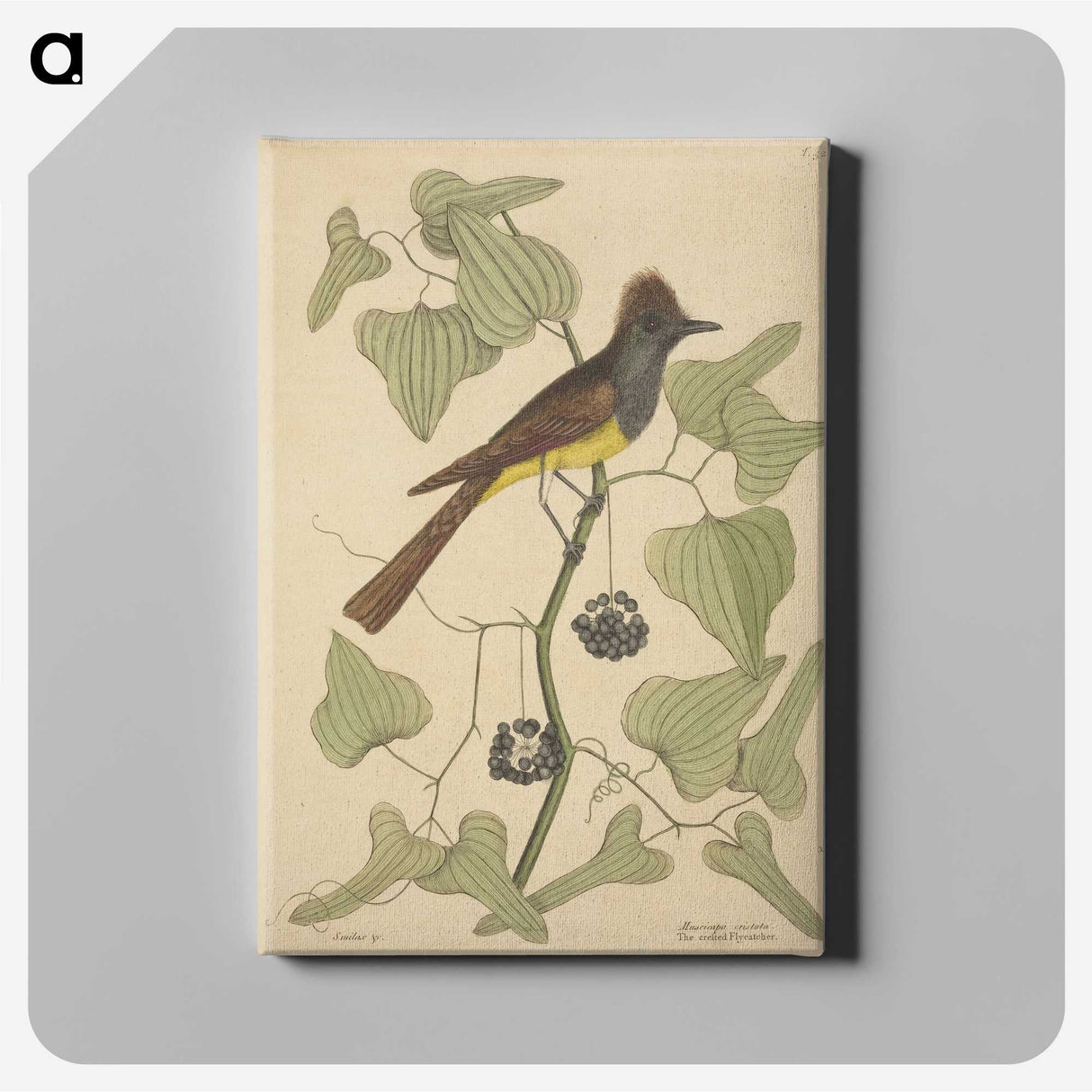 2-39_Mark-Catesby_canvas