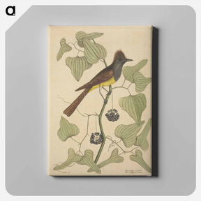 アートパネル-The Crested Flycatcher
 - マーク ケイツビー Canvas.