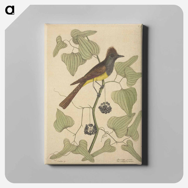 アートパネル-The Crested Flycatcher
 - マーク ケイツビー Canvas.
