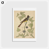 アートポストカード-The Crested Flycatcher
 - マーク ケイツビー Postcard.