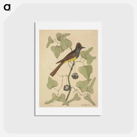 アートポストカード-The Crested Flycatcher
 - マーク ケイツビー Postcard.