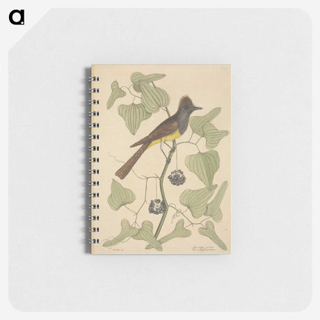 2-39_Mark-Catesby_memo