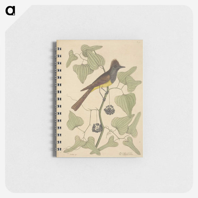 2-39_Mark-Catesby_memo