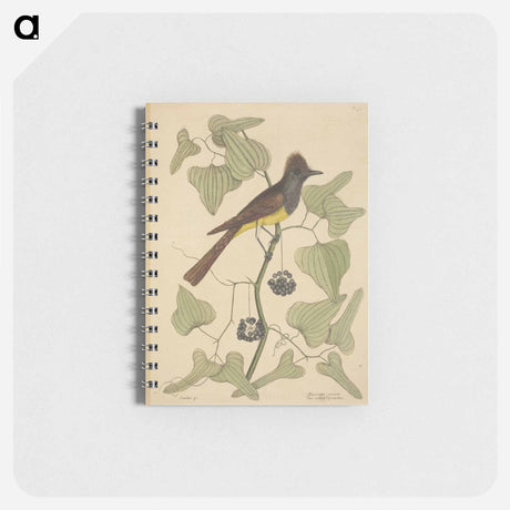 アートメモ帳-The Crested Flycatcher
 - マーク ケイツビー Memo.