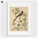 2-39_Mark-Catesby_picture