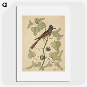 2-39_Mark-Catesby_picture