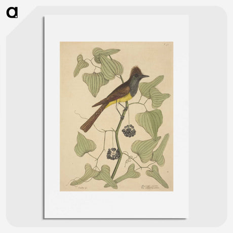 2-39_Mark-Catesby_picture