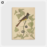 アートポストカード-The Crested Flycatcher
 - マーク ケイツビー Postcard.