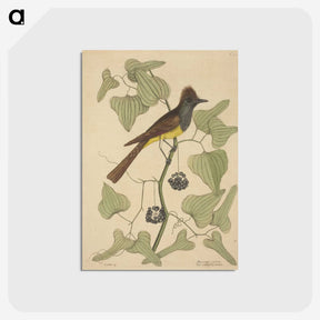 2-39_Mark-Catesby_postcard