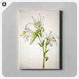 2-39_Mary-Vaux-Walcott_canvas