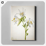 2-39_Mary-Vaux-Walcott_canvas
