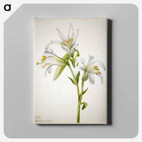 2-39_Mary-Vaux-Walcott_canvas