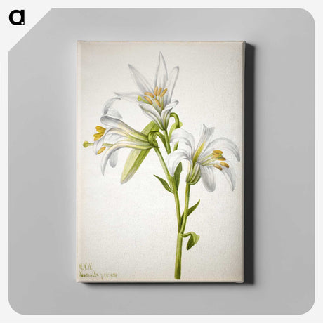 2-39_Mary-Vaux-Walcott_canvas