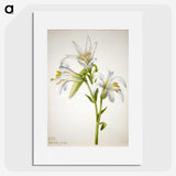 2-39_Mary-Vaux-Walcott_picture