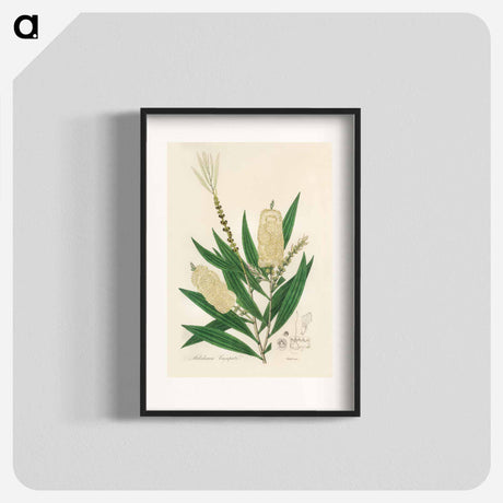 アートポスター-Melaleuca cajuputi Illustration
 - 薬用植物学 Poster.