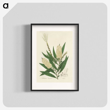 2-39_Medical-Botany_blk