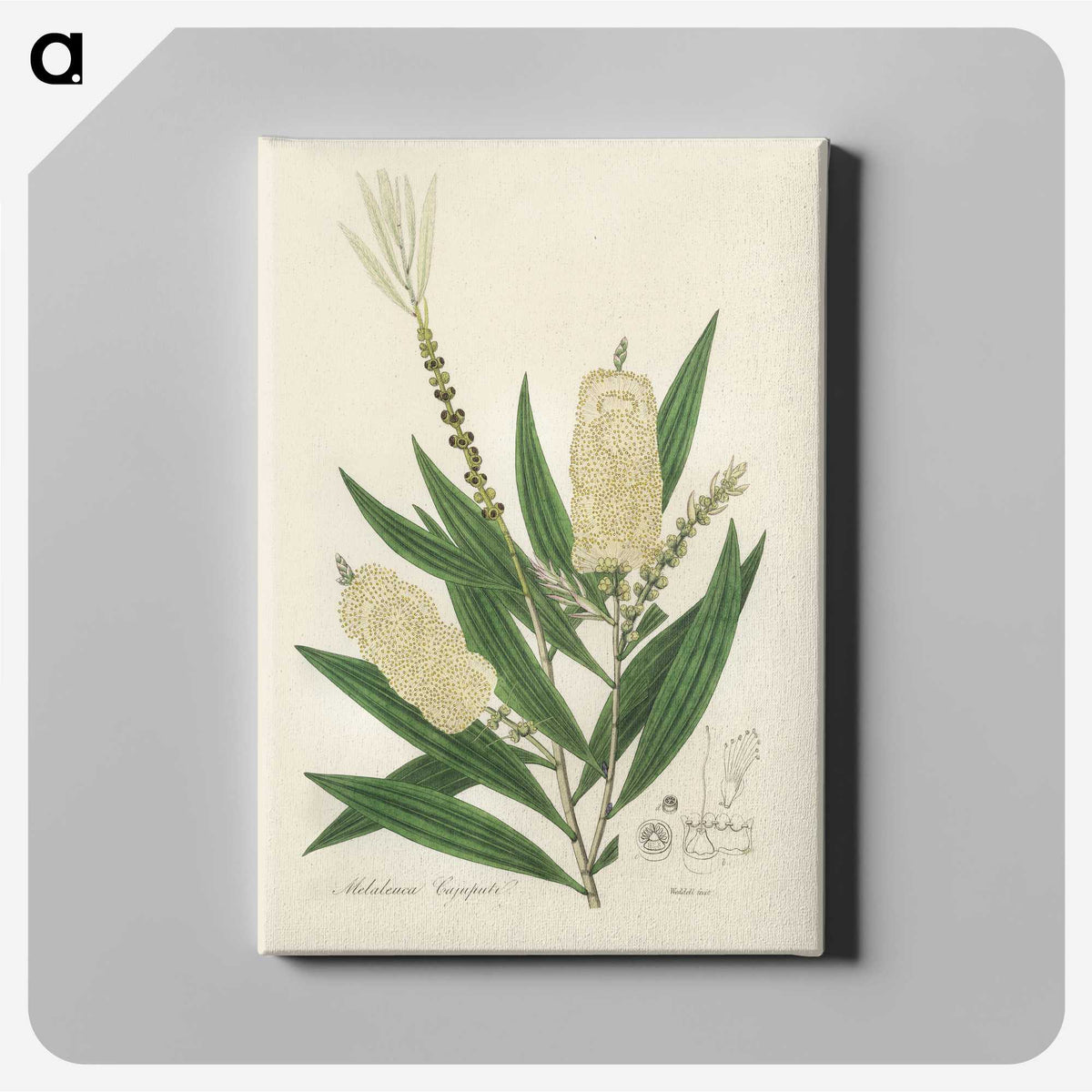 2-39_Medical-Botany_canvas