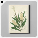2-39_Medical-Botany_canvas