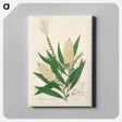 アートパネル-Melaleuca cajuputi Illustration
 - 薬用植物学 Canvas.