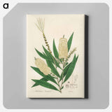 アートパネル-Melaleuca cajuputi Illustration
 - 薬用植物学 Canvas.