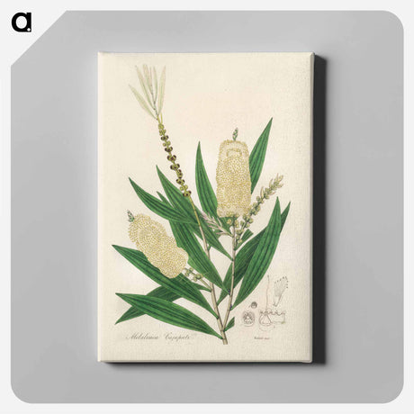 アートパネル-Melaleuca cajuputi Illustration
 - 薬用植物学 Canvas.
