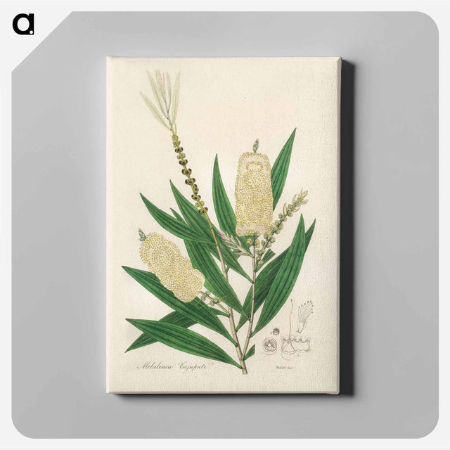 アートパネル-Melaleuca cajuputi Illustration
 - 薬用植物学 Canvas.