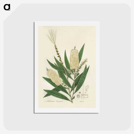 2-39_Medical-Botany_hagaki