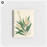 アートメモ帳-Melaleuca cajuputi Illustration
 - 薬用植物学 Memo.