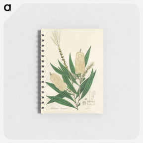 アートメモ帳-Melaleuca cajuputi Illustration
 - 薬用植物学 Memo.