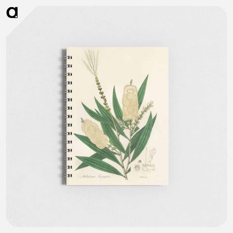 アートメモ帳-Melaleuca cajuputi Illustration
 - 薬用植物学 Memo.
