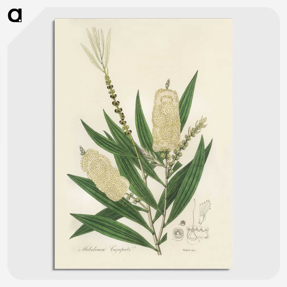 2-39_Medical-Botany_picture-crop