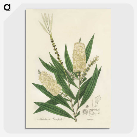 2-39_Medical-Botany_picture-crop