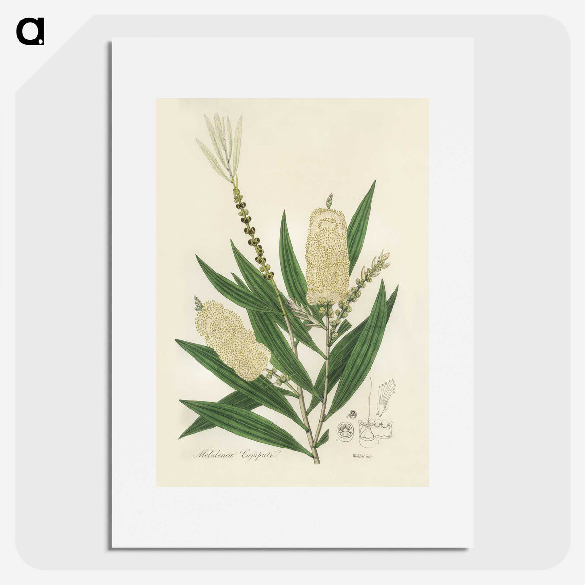 2-39_Medical-Botany_picture