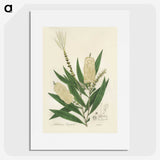 2-39_Medical-Botany_picture