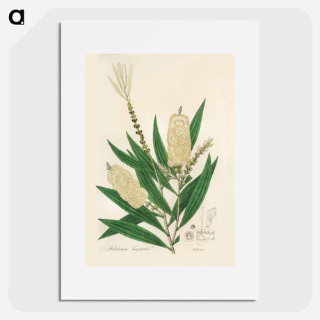 アートポスター-Melaleuca cajuputi Illustration
 - 薬用植物学 Poster.