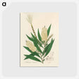 アートポストカード-Melaleuca cajuputi Illustration
 - 薬用植物学 Postcard.