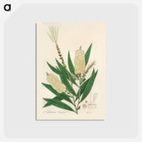 アートポストカード-Melaleuca cajuputi Illustration
 - 薬用植物学 Postcard.